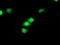 Cyclin Dependent Kinase Inhibitor 3 antibody, TA503580, Origene, Immunofluorescence image 