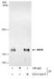 SIN3 Transcription Regulator Family Member B antibody, GTX116417, GeneTex, Immunoprecipitation image 
