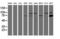 Calpain 9 antibody, M11197-1, Boster Biological Technology, Western Blot image 