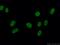 Scaffold Attachment Factor B2 antibody, 11642-1-AP, Proteintech Group, Immunofluorescence image 