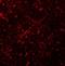 Membrane Spanning 4-Domains A6A antibody, orb178880, Biorbyt, Immunofluorescence image 