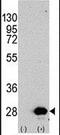Heat Shock Protein Family B (Small) Member 1 antibody, PA5-14022, Invitrogen Antibodies, Western Blot image 