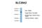 Solute Carrier Family 29 Member 2 antibody, NBP1-69313, Novus Biologicals, Western Blot image 