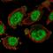 MAX Dimerization Protein 3 antibody, HPA070111, Atlas Antibodies, Immunofluorescence image 