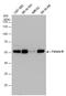 Fetuin B antibody, GTX112260, GeneTex, Western Blot image 
