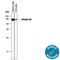 Integrin Subunit Alpha 8 antibody, AF4076, R&D Systems, Western Blot image 