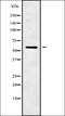 Hydroxy-Delta-5-Steroid Dehydrogenase, 3 Beta- And Steroid Delta-Isomerase 1 antibody, orb337896, Biorbyt, Western Blot image 