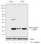 Heat Shock Protein Family B (Small) Member 1 antibody, GTX17937, GeneTex, Western Blot image 