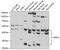 Ret Finger Protein Like 2 antibody, 23-039, ProSci, Western Blot image 