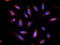 Estrogen Related Receptor Alpha antibody, orb13402, Biorbyt, Immunofluorescence image 