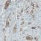 Occludin antibody, NBP2-52971, Novus Biologicals, Immunohistochemistry frozen image 