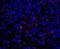 CD276 Molecule antibody, 8689, ProSci, Immunofluorescence image 
