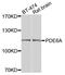 Phosphodiesterase 6A antibody, STJ110224, St John