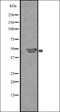 Transcription factor Sp5 antibody, orb335409, Biorbyt, Western Blot image 