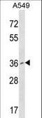 Polycomb Group Ring Finger 2 antibody, LS-C163443, Lifespan Biosciences, Western Blot image 