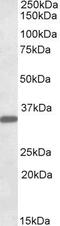 Fibrinogen Like 1 antibody, GTX88289, GeneTex, Western Blot image 