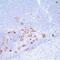 Fucosyltransferase 9 antibody, MA1-35093, Invitrogen Antibodies, Immunohistochemistry frozen image 