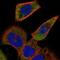 Acyl-CoA Oxidase Like antibody, NBP2-34002, Novus Biologicals, Immunofluorescence image 