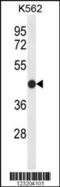 Claudin 15 antibody, 64-137, ProSci, Western Blot image 