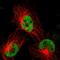 TATA-Box Binding Protein Associated Factor 1 antibody, HPA001075, Atlas Antibodies, Immunofluorescence image 