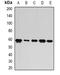 Poly(U) Binding Splicing Factor 60 antibody, orb341155, Biorbyt, Western Blot image 