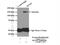 Testis Expressed 15, Meiosis And Synapsis Associated antibody, 24585-1-AP, Proteintech Group, Immunoprecipitation image 