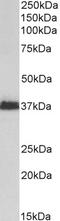 CD13 antibody, 43-599, ProSci, Western Blot image 