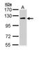Unc-51 Like Autophagy Activating Kinase 2 antibody, orb73864, Biorbyt, Western Blot image 