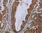 Insulin Induced Gene 2 antibody, MBS2519843, MyBioSource, Immunohistochemistry paraffin image 