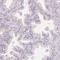 FXYD Domain Containing Ion Transport Regulator 4 antibody, NBP2-48725, Novus Biologicals, Immunohistochemistry frozen image 