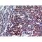 E2F Transcription Factor 4 antibody, LS-C387086, Lifespan Biosciences, Immunohistochemistry paraffin image 