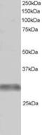 Tripartite Motif Containing 7 antibody, 45-684, ProSci, Enzyme Linked Immunosorbent Assay image 