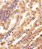 Germ Cell-Less 1, Spermatogenesis Associated antibody, PA5-49505, Invitrogen Antibodies, Immunohistochemistry frozen image 