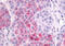 Lysophosphatidic Acid Receptor 4 antibody, MBS247182, MyBioSource, Immunohistochemistry frozen image 