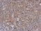 Radixin antibody, NBP1-31553, Novus Biologicals, Immunohistochemistry frozen image 