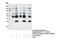 AKT1 Substrate 1 antibody, 9646S, Cell Signaling Technology, Immunoprecipitation image 