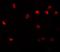 NLR Family Pyrin Domain Containing 11 antibody, GTX85153, GeneTex, Immunocytochemistry image 