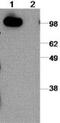 Cadherin 1 antibody, 14-3249-80, Invitrogen Antibodies, Western Blot image 