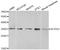 Surfactant Protein A1 antibody, A3133, ABclonal Technology, Western Blot image 