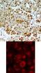 Heat Shock Protein 90 Alpha Family Class B Member 1 antibody, 79-403, ProSci, Immunohistochemistry frozen image 