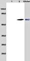 Solute Carrier Family 3 Member 2 antibody, orb101904, Biorbyt, Western Blot image 