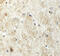 Proline Rich 5 antibody, 6291, ProSci, Immunohistochemistry paraffin image 