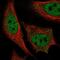 PPARG Coactivator 1 Alpha antibody, PA5-66559, Invitrogen Antibodies, Immunofluorescence image 