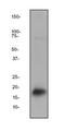 Prolactin Induced Protein antibody, ab62363, Abcam, Western Blot image 