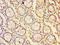 Striatin antibody, LS-C376695, Lifespan Biosciences, Immunohistochemistry frozen image 