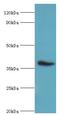 CD84 Molecule antibody, LS-C375425, Lifespan Biosciences, Western Blot image 