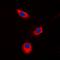 Aldose reductase antibody, orb216011, Biorbyt, Immunofluorescence image 