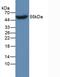 Apolipoprotein A4 antibody, abx131731, Abbexa, Western Blot image 