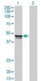 Biglycan antibody, H00000633-M02, Novus Biologicals, Western Blot image 