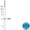 Insulin Like Growth Factor Binding Protein 3 antibody, AF775, R&D Systems, Western Blot image 